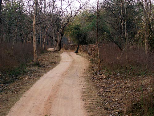 भव्‍यता समेटे खजुराहो के मंदिर व कलाकृतियां