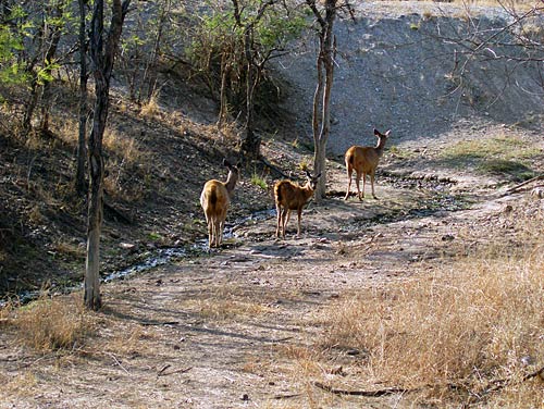 भव्‍यता समेटे खजुराहो के मंदिर व कलाकृतियां