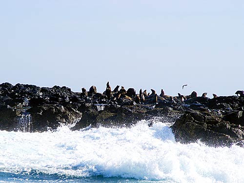ऑस्‍ट्रेलिया में पर्यटन का बड़ा केंद्र है मेलबॉर्न