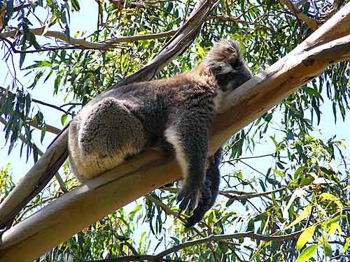 ऑस्‍ट्रेलिया में पर्यटन का बड़ा केंद्र है मेलबॉर्न