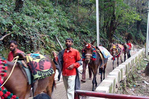 चलो बुलावा आया है, माता ने बुलाया है... | विशेष कवरेज