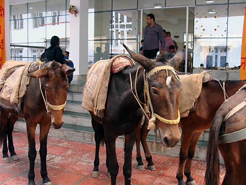 चलो बुलावा आया है, माता ने बुलाया है... | विशेष कवरेज