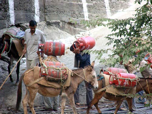 चलो बुलावा आया है, माता ने बुलाया है... | विशेष कवरेज