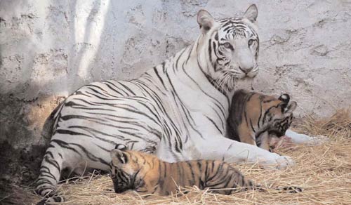 बीते सप्‍ताह बॉलीवुड की प्रमुख हलचल