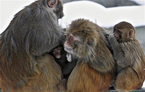 जन्‍नत-ए-कश्‍मीर में बर्फबारी के सुंदर नजारे