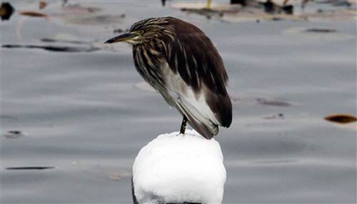 जम्‍मू-कश्‍मीर में ऐसी बर्फबारी कभी देखी है...