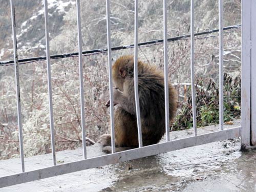 बर्फबारी के बीच 'जय माता दी' की गूंज | विशेष कवरेज