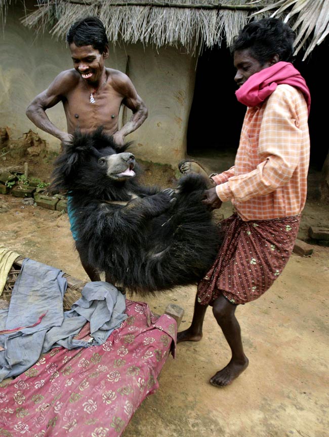 जूली और भालू की अनोखी दोस्ती | बाघ बचाओ