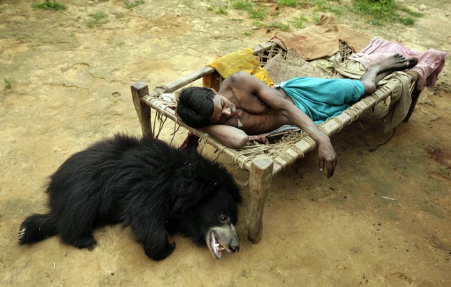 जूली और भालू की अनोखी दोस्ती | बाघ बचाओ