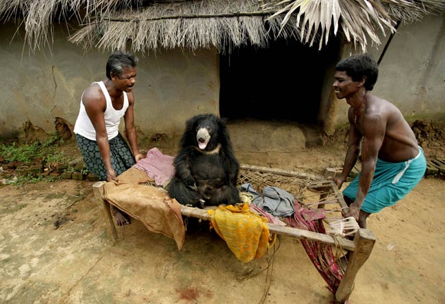 जूली और भालू की अनोखी दोस्ती | बाघ बचाओ