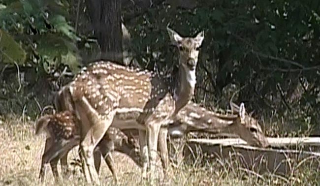 गुजरात चुनाव: मुद्दा औद्योगिक विकास का