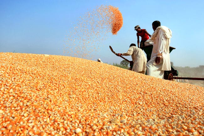 खौफ के साए में विक्षिप्तता की ओर बढ़ता पाकिस्तान!