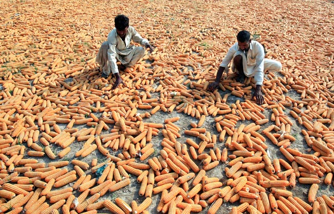 खौफ के साए में विक्षिप्तता की ओर बढ़ता पाकिस्तान!