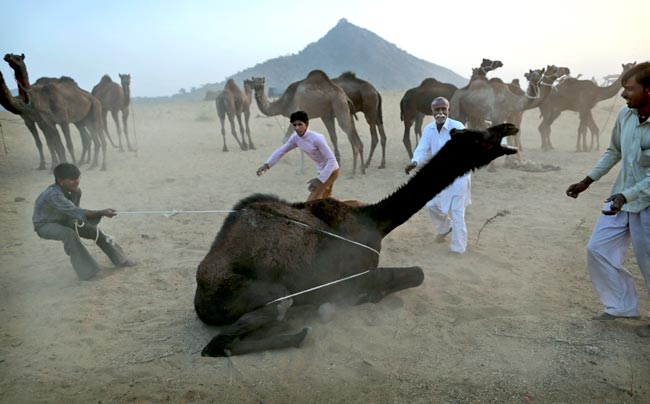 मशहूर पुष्कर मेला शुरू, उमड़ पड़ी भीड़