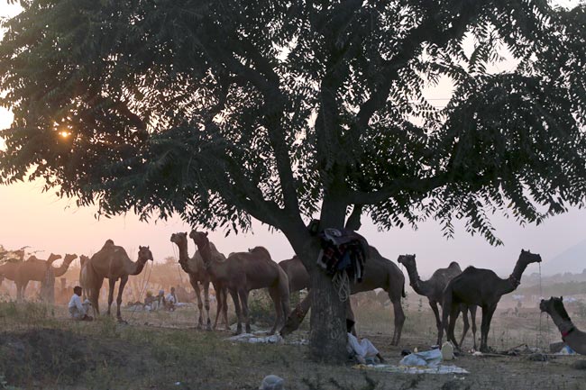 मशहूर पुष्कर मेला शुरू, उमड़ पड़ी भीड़
