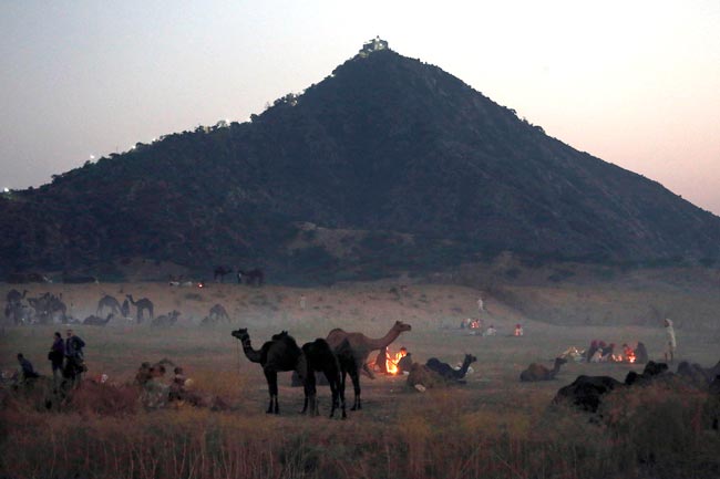 मशहूर पुष्कर मेला शुरू, उमड़ पड़ी भीड़