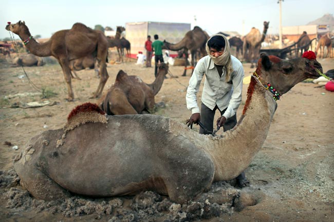 मशहूर पुष्कर मेला शुरू, उमड़ पड़ी भीड़