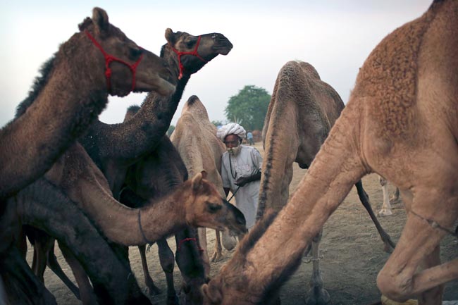 मशहूर पुष्कर मेला शुरू, उमड़ पड़ी भीड़