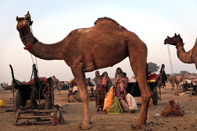 मशहूर पुष्कर मेला शुरू, उमड़ पड़ी भीड़