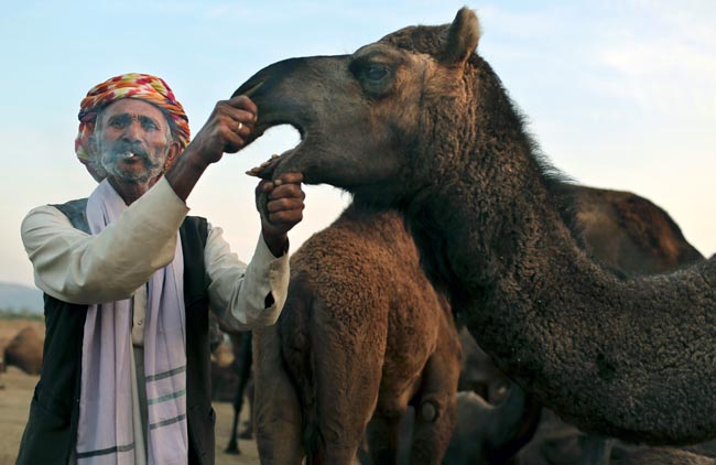 मशहूर पुष्कर मेला शुरू, उमड़ पड़ी भीड़