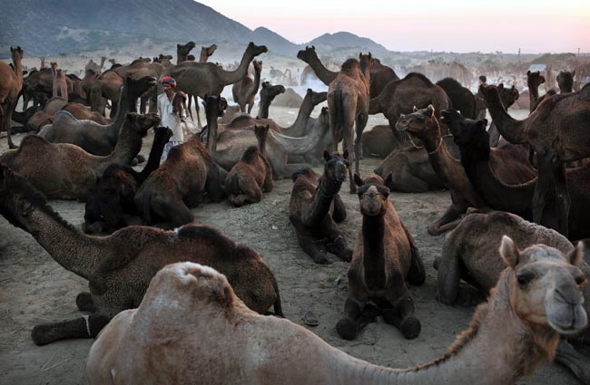 मशहूर पुष्कर मेला शुरू, उमड़ पड़ी भीड़