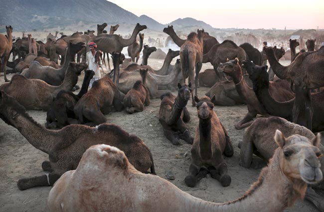 मशहूर पुष्कर मेला शुरू, उमड़ पड़ी भीड़