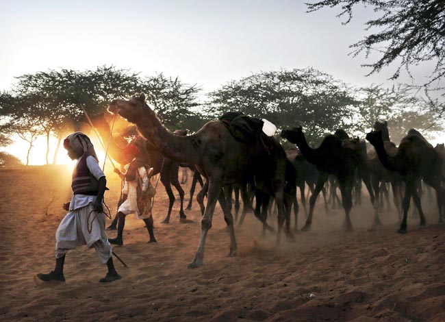 मशहूर पुष्कर मेला शुरू, उमड़ पड़ी भीड़