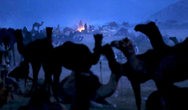 मशहूर पुष्कर मेला शुरू, उमड़ पड़ी भीड़