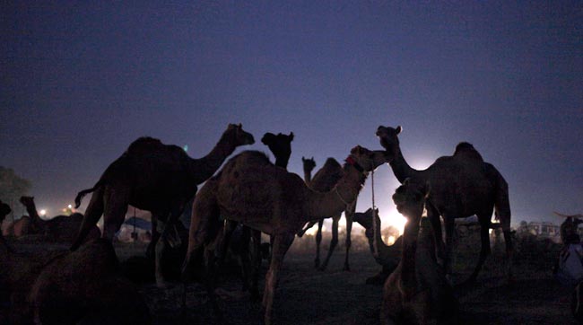 मशहूर पुष्कर मेला शुरू, उमड़ पड़ी भीड़