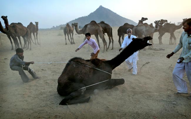 मशहूर पुष्कर मेला शुरू, उमड़ पड़ी भीड़