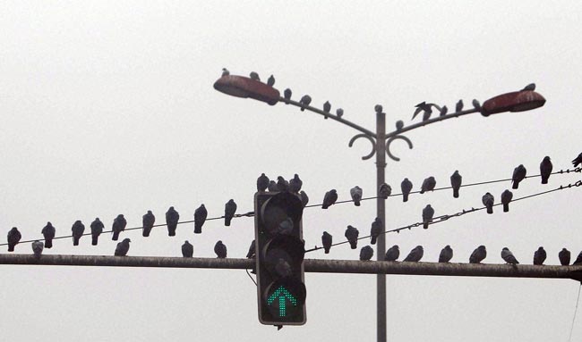 हाड़ कंपाने वाली ठंड से ठिठुरा उत्तर भारत