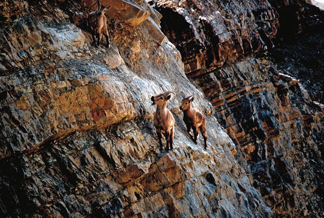 कैमरे में कैद हुई हिमाचल प्रदेश की खूबसूरती