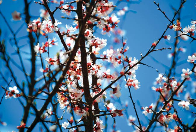 कैमरे में कैद हुई हिमाचल प्रदेश की खूबसूरती