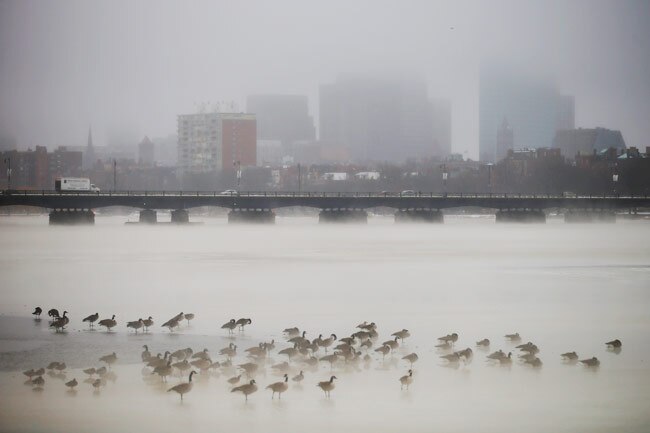 'पोलर पिग' का अमेरिका में कहर, लोगों का जीना मुहाल