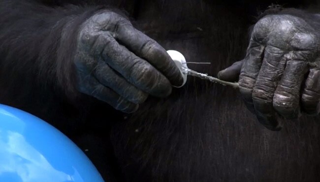 ये बंदर आग जलाकर बनाता है खाना...