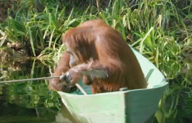 ये बंदर आग जलाकर बनाता है खाना...