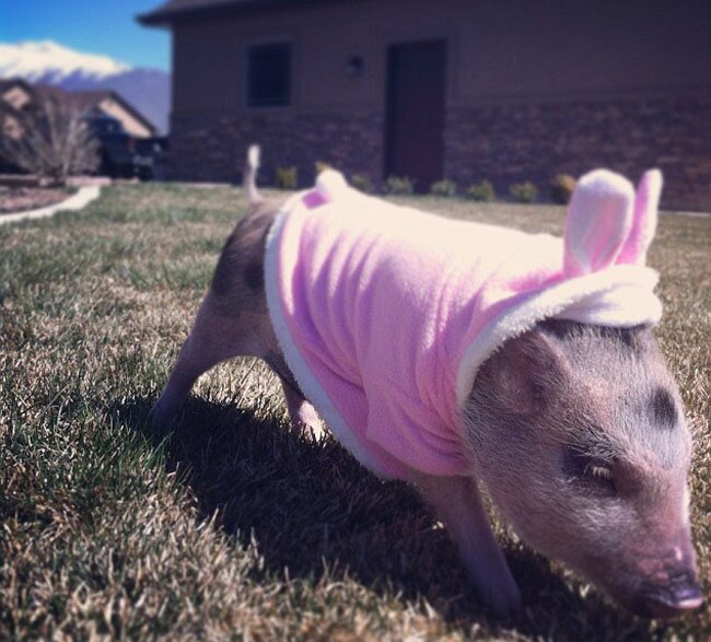 इस स्‍टाइलिश सूअर के हैं 43 हजार फॉलोअर...