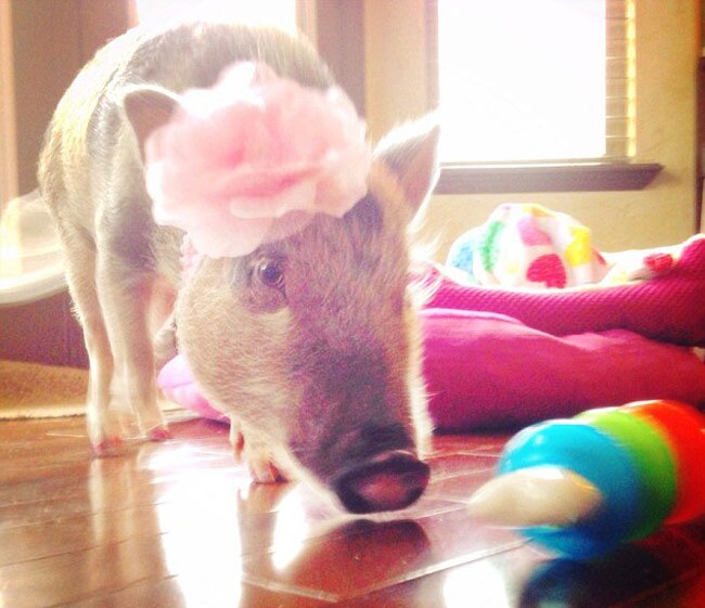 इस स्‍टाइलिश सूअर के हैं 43 हजार फॉलोअर...