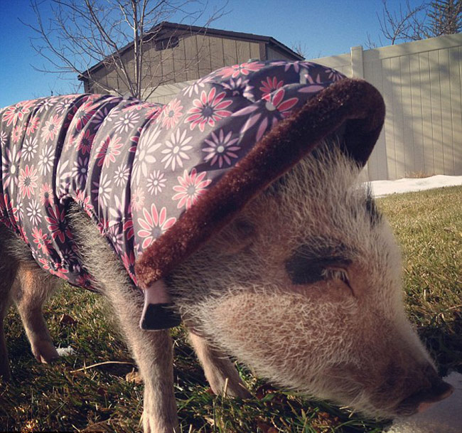 इस स्‍टाइलिश सूअर के हैं 43 हजार फॉलोअर...