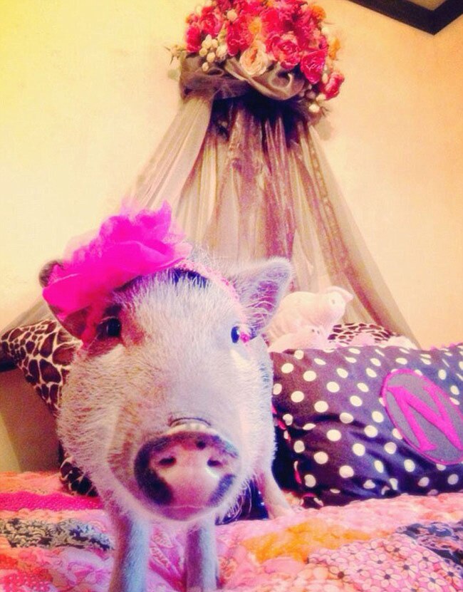 इस स्‍टाइलिश सूअर के हैं 43 हजार फॉलोअर...