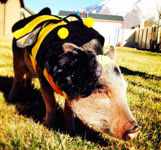 इस स्‍टाइलिश सूअर के हैं 43 हजार फॉलोअर...