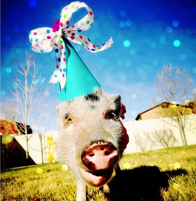 इस स्‍टाइलिश सूअर के हैं 43 हजार फॉलोअर...