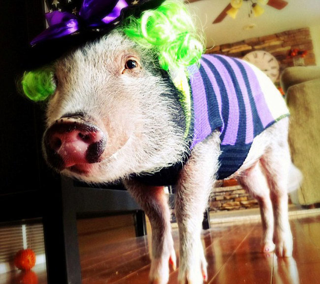 इस स्‍टाइलिश सूअर के हैं 43 हजार फॉलोअर...