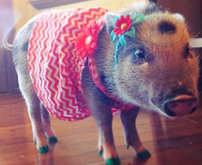 इस स्‍टाइलिश सूअर के हैं 43 हजार फॉलोअर...