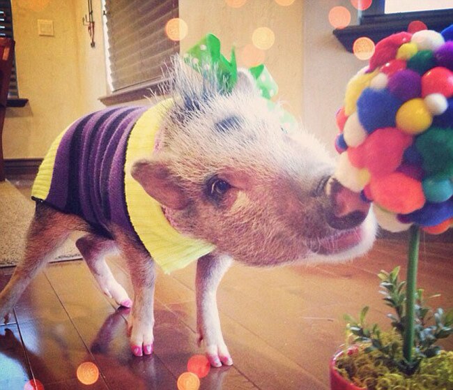 इस स्‍टाइलिश सूअर के हैं 43 हजार फॉलोअर...