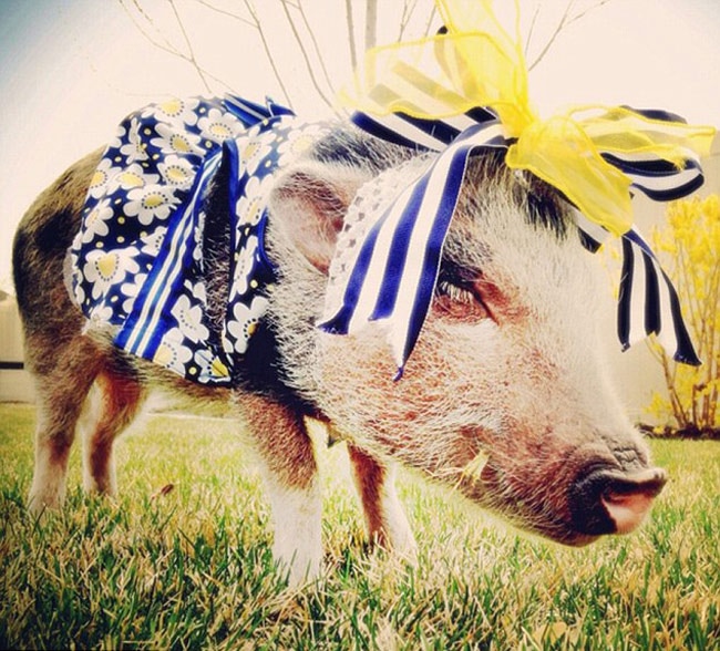 इस स्‍टाइलिश सूअर के हैं 43 हजार फॉलोअर...