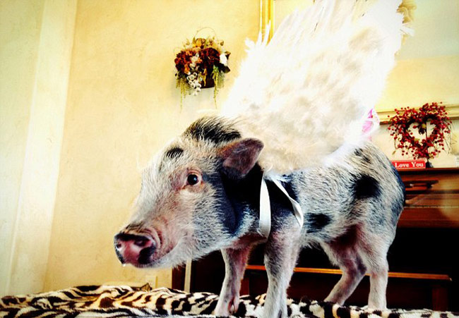 इस स्‍टाइलिश सूअर के हैं 43 हजार फॉलोअर...