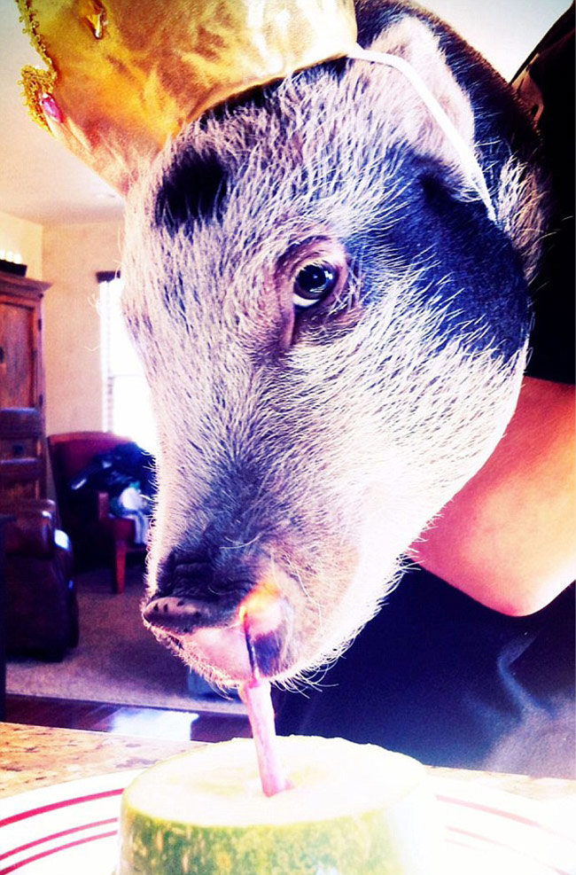 इस स्‍टाइलिश सूअर के हैं 43 हजार फॉलोअर...