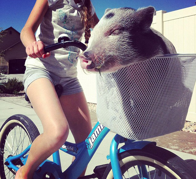 इस स्‍टाइलिश सूअर के हैं 43 हजार फॉलोअर...