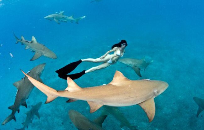 जब लोगों को सबक सिखाने के लिए महिला ने शार्क के साथ की स्विमिंग